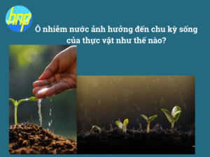 Ô nhiễm nước ảnh hưởng đến chu kỳ sống của thực vật như thế nào?